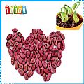 DIY Magic Bean Seed Plant Growing Message Words